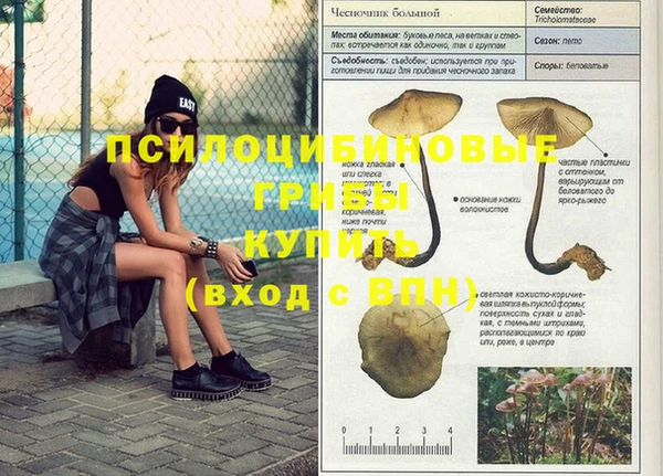 шишки Аркадак